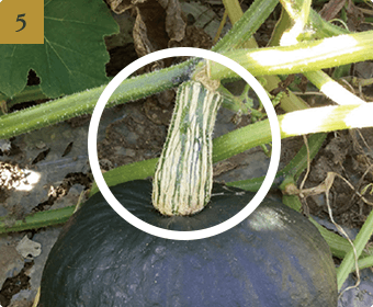 収穫のタイミング