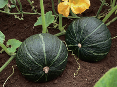 ぐんぐん育つので、家庭菜園でも作りやすい