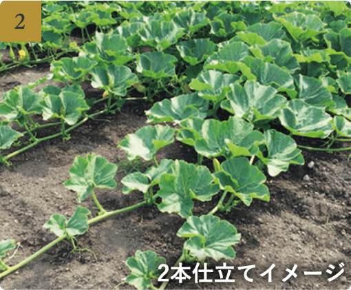 2本仕立てイメージ