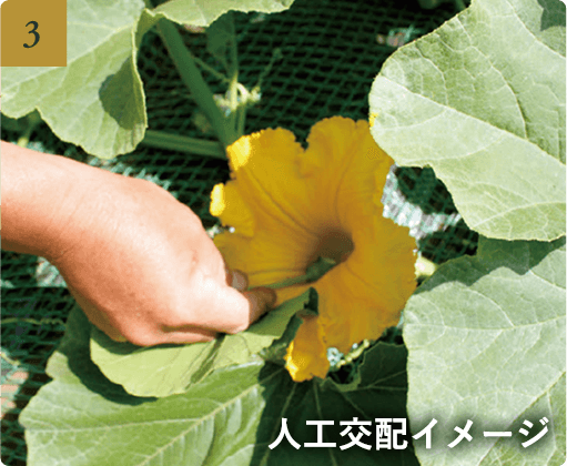 人工交配イメージ