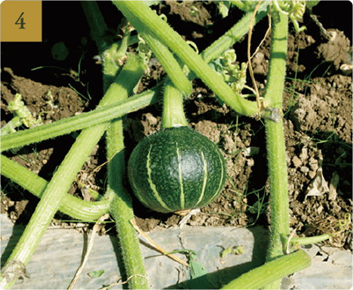 追肥のタイミング