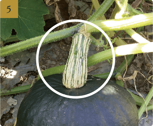 収穫のタイミング