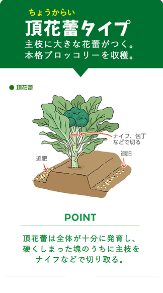 頂花蕾（ちょうからい）タイプ：主枝に大きな花蕾がつく。本格ブロッコリーを収穫。 POINT：頂花蕾は全体が十分に発育し、硬くしまった塊のうちに主枝をナイフなどで切り取り取る。