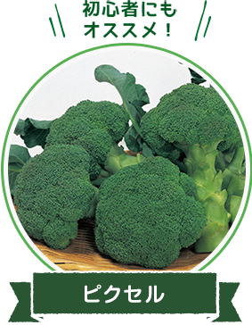 初心者にもオススメ！「ピクセル」