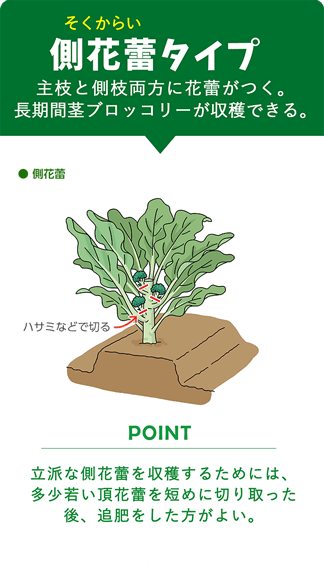 側花蕾（そくからい）タイプ：主枝と側枝両方に花蕾がつく。長期間茎ブロッコリーが収穫できる。POINT：立派な側花蕾を収穫するためには、多少若い頂花蕾を短めに切り取った後、追肥をした方がよい。