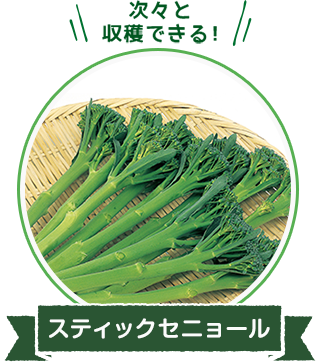 次々と収穫できる！「スティックセニョール」