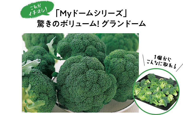 食べごたえバツグンで目を引く圧倒的な大きさ! 家庭菜園、直売所で人気!