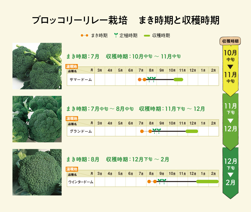 ブロッコリーリレー栽培 まき時期と収穫時期