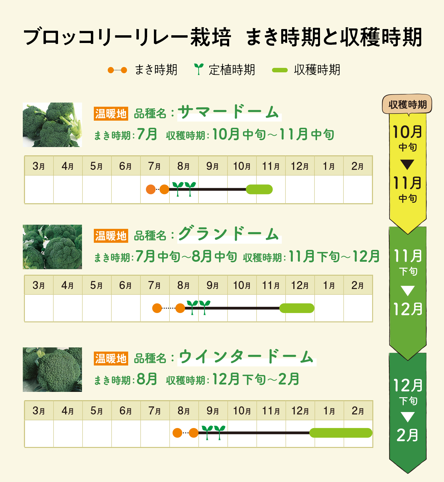 ブロッコリーリレー栽培 まき時期と収穫時期