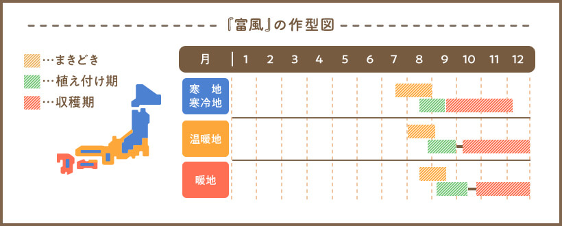 『富風』の作型図