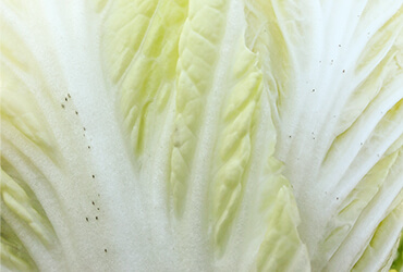 「ゴマ症」のハクサイ