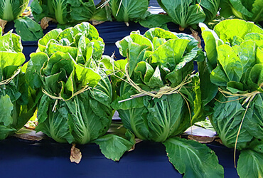 ひもで縛ったハクサイ