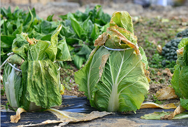 ひもで縛って畑で保存しているハクサイ