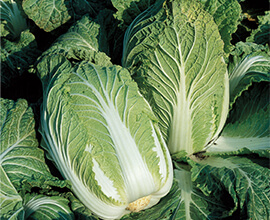 ハクサイを育てるポイント