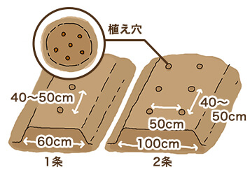 畝作り・種まき　株間40~50cm 1条60cm 2条100cm