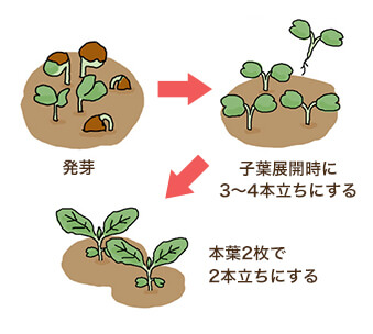 発芽→子葉展開時に3~4本立ちにする→本葉2枚で2本立ちにする
