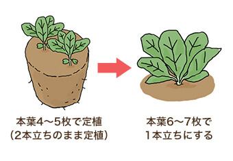 本葉4~5枚で定植（2本立ちのまま定植）→本葉6~7枚で1本立ちにする