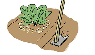 追肥・中耕・土寄せから収穫までの栽培管理 化成肥料を株の周りにばらまいて株元に土寄せ