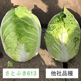 とにかく大きく育つ