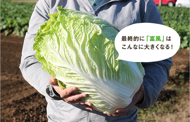 最終的に「富風」はこんなに大きくなる！