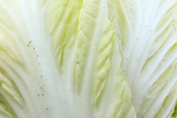 「ゴマ症」のハクサイ