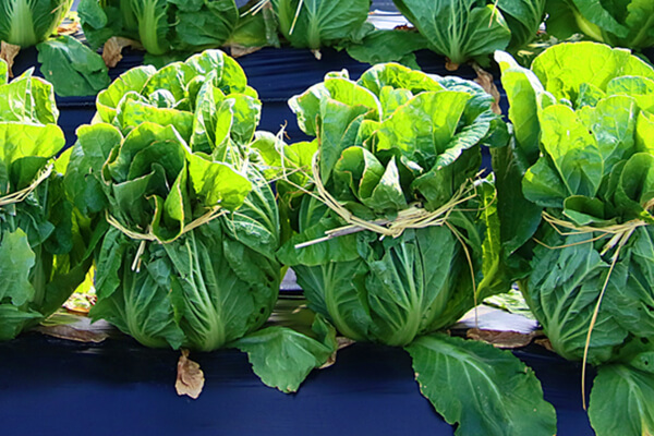 ひもで縛ったハクサイ