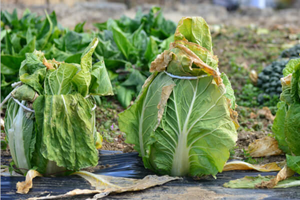 ひもで縛って畑で保存しているハクサイ