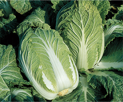 ハクサイを育てるポイント