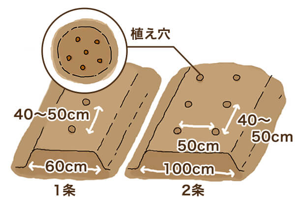 畝作り・種まき　株間40~50cm 1条60cm 2条100cm