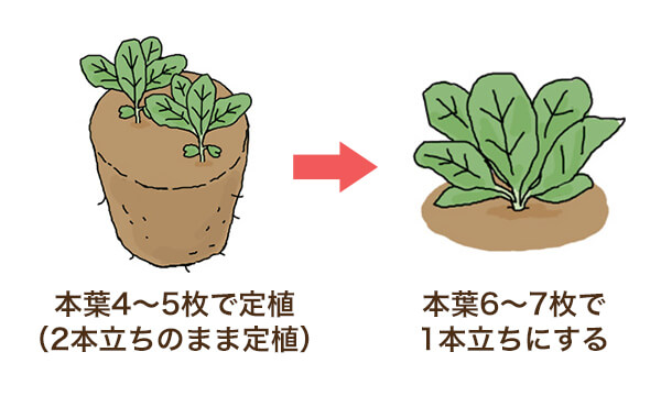 本葉4~5枚で定植（2本立ちのまま定植）→本葉6~7枚で1本立ちにする