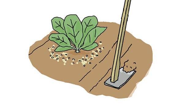 追肥・中耕・土寄せから収穫までの栽培管理 化成肥料を株の周りにばらまいて株元に土寄せ