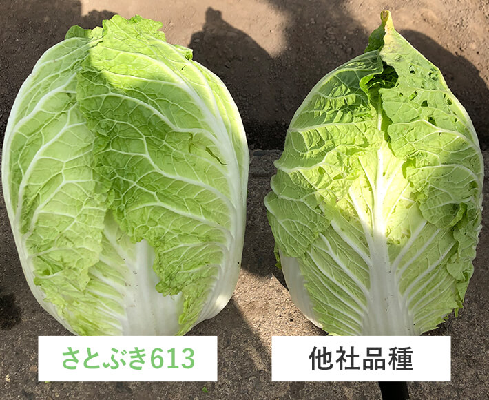 とにかく大きく育つ