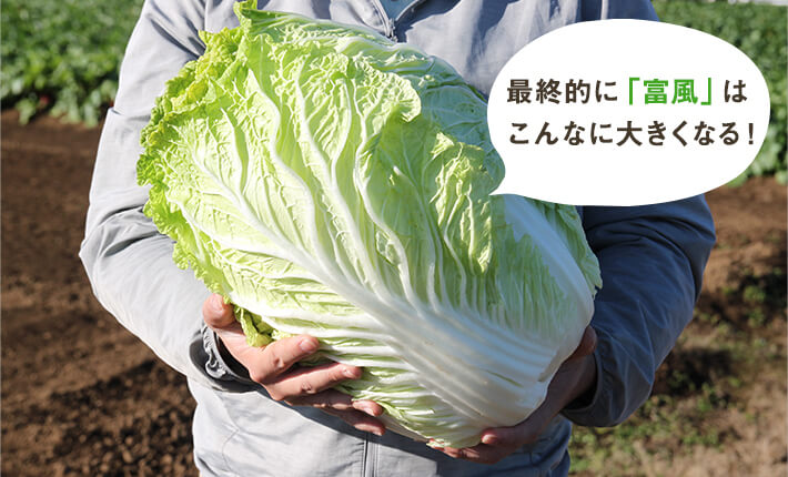 最終的に「富風」はこんなに大きくなる！