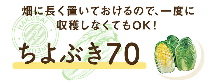 畑に長く置いておけるので、一度に収穫しなくてもok！ちよぶき70