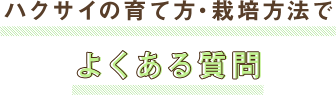 ハクサイの育て方・栽培方法でよくある質問