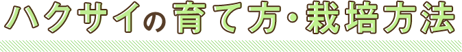 ハクサイの育て方・栽培方法
