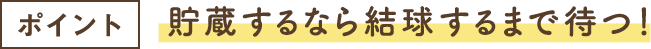 ポイント 貯蔵するなら結球するまで待つ！