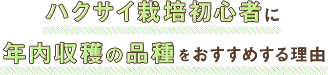 ハクサイ栽培初心者に年内収穫の品種をおすすめする理由