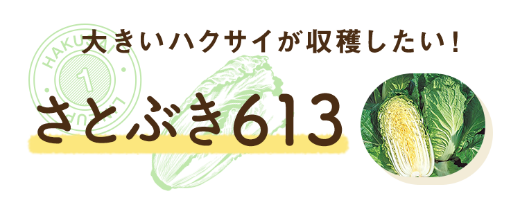 大きいハクサイが収穫したい！さとぶき613