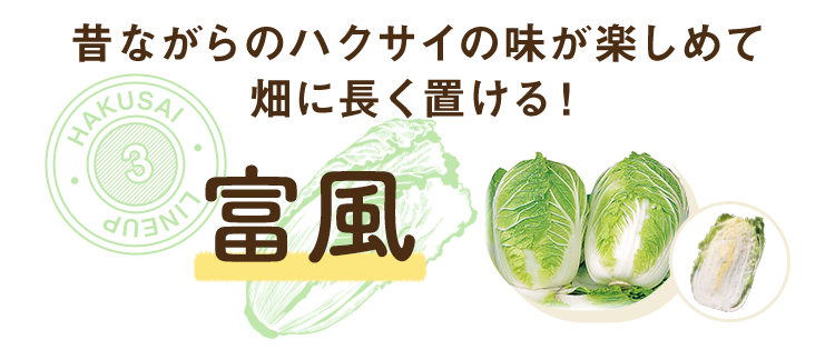 昔ながらのハクサイの味が楽しめて畑に長く置ける！富風