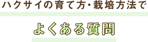 ハクサイの育て方・栽培方法でよくある質問