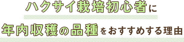 ハクサイ栽培初心者に年内収穫の品種をおすすめする理由