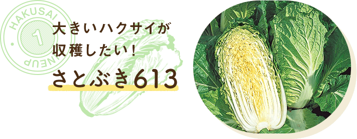 大きいハクサイが収穫したい！さとぶき613