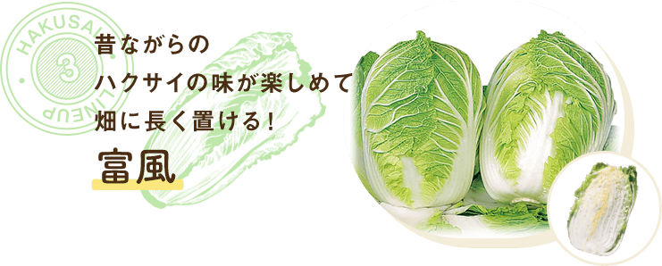昔ながらのハクサイの味が楽しめて畑に長く置ける！富風