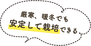 厳冬、暖冬でも安定して栽培できる