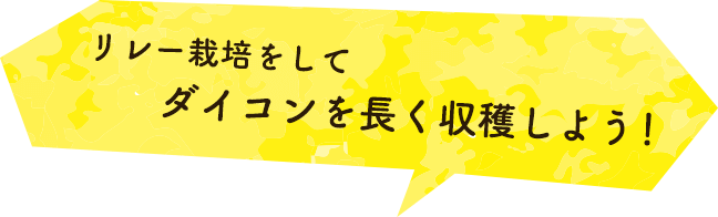 リレー栽培をしてダイコンを長く収穫しよう！