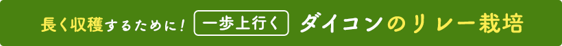 長く収穫するために！一歩上行くダイコンのリレー栽培