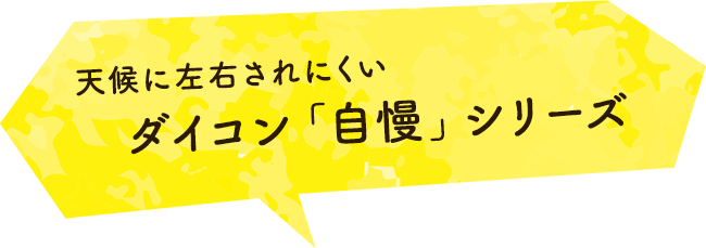 天候に左右されにくいダイコン「自慢」シリーズ