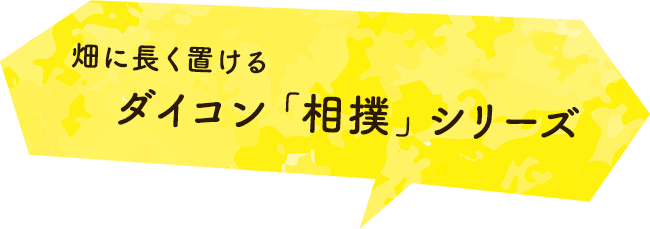 畑に長く置ける ダイコン「相撲」シリーズ