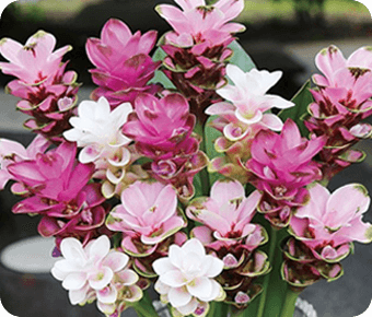 クルクマとは？